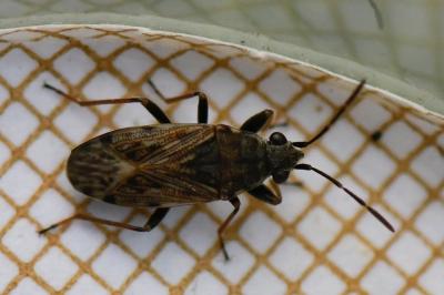 <i>Peritrechus gracilicornis</i>
