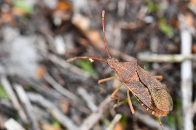 <i>Gonocerus acuteangulatus</i>