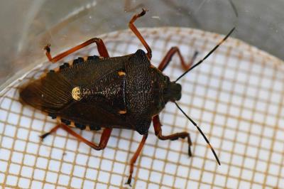 <i>Pinthaeus sanguinipes</i>