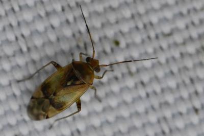 <i>Pinalitus cervinus</i>