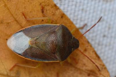 <i>Piezodorus lituratus</i>