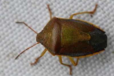 <i>Piezodorus lituratus</i>