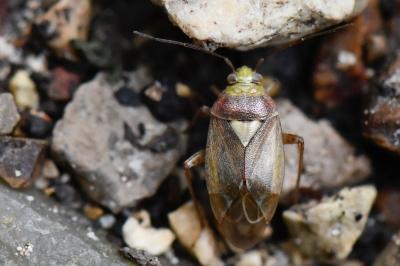 <i>Lygus rugulipennis</i>