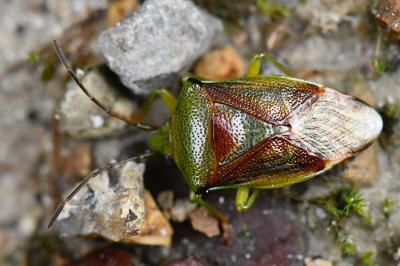 <i>Elasmostethus interstinctus</i>