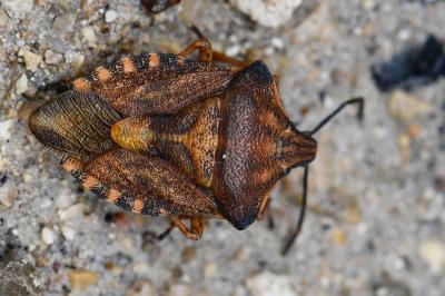 <i>Carpocoris purpureipennis</i>