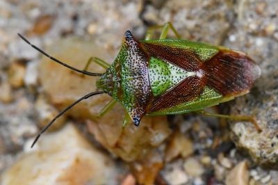 <i>Acanthosoma haemorrhoidale</i>