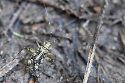 <i>Phytocoris</i>