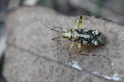 <i>Phytocoris</i>