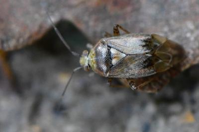 <i>Lygus rugulipennis</i>
