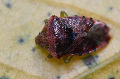 <i>Elasmucha grisea</i>