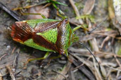 <i>Acanthosoma haemorrhoidale</i>
