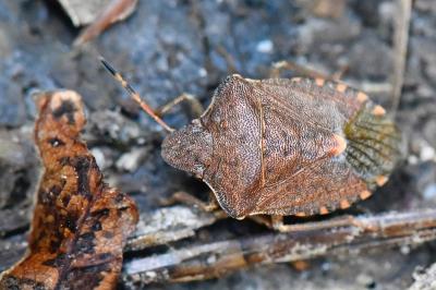 <i>Peribalus strictus</i>