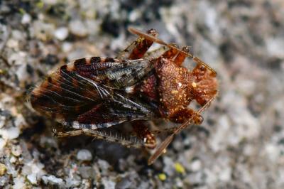 <i>Rhopalus subrufus</i>