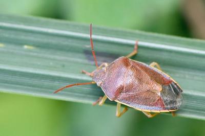 <i>Piezodorus lituratus</i>