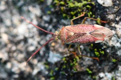 <i>Pantilius tunicatus</i>