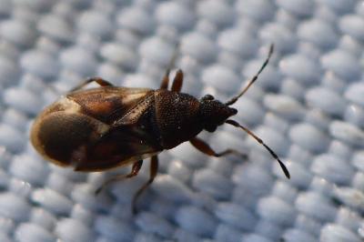 <i>Oxycarenus modestus</i>