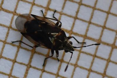 <i>Kleidocerys ericae</i>