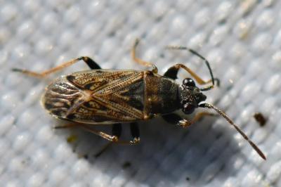 <i>Peritrechus gracilicornis</i>