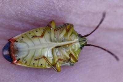 <i>Elasmostethus interstinctus</i>