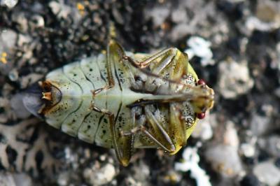 <i>Elasmucha grisea</i>