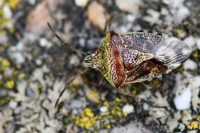 <i>Elasmucha grisea</i>