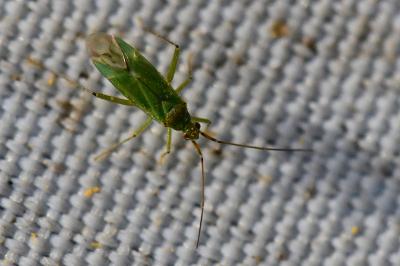 <i>Blepharidopterus angulatus</i>