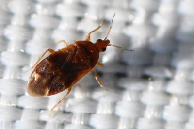 <i>Cardiastethus fasciiventris</i>