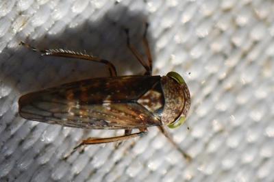 <i>Acericerus</i>