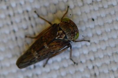 <i>Acericerus</i>