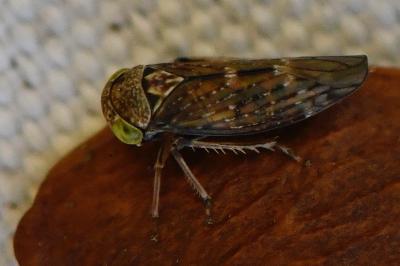 <i>Acericerus</i>