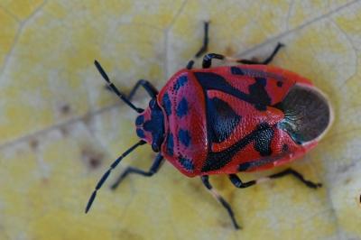 <i>Eurydema ornata</i>