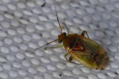 <i>Pinalitus cervinus</i>