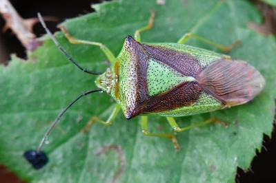 <i>Acanthosoma haemorrhoidale</i>