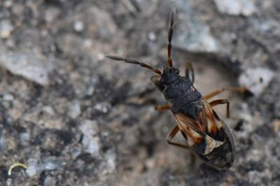 <i>Scolopostethus thomsoni</i>