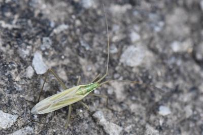 <i>Megaloceroea recticornis</i>