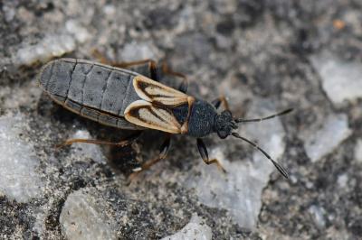 Ischnodemus sabuleti