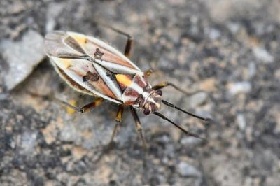 <i>Horistus orientalis</i>