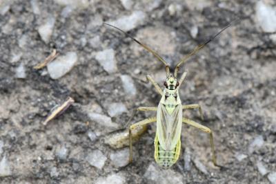<i>Leptopterna dolabrata</i>