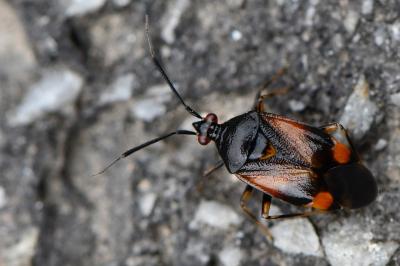<i>Deraeocoris ruber</i>