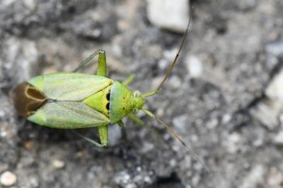 <i>Closterotomus norwegicus</i>