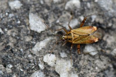 <i>Closterotomus fulvomaculatus</i>