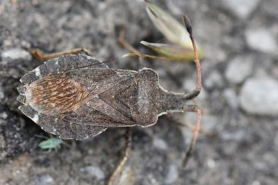 <i>Enoplops scapha</i>