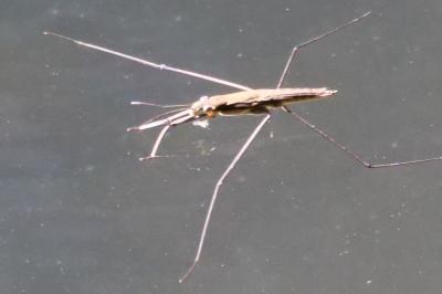 <i>Aquarius najas</i>