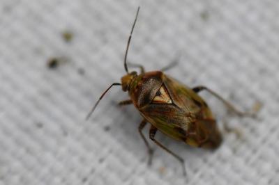 <i>Lygus rugulipennis</i>