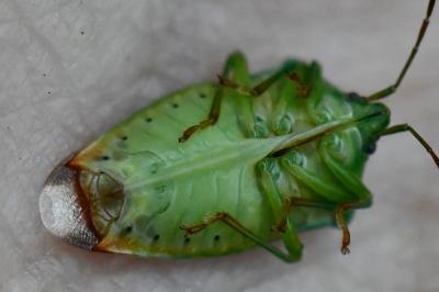 <i>Elasmostethus interstinctus</i>