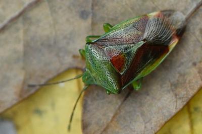 <i>Elasmostethus interstinctus</i>