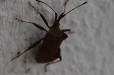 <i>Coreus marginatus</i>