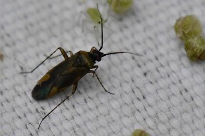 <i>Plagiognathus arbustorum</i>