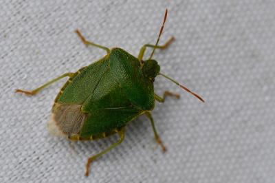 <i>Palomena prasina</i>