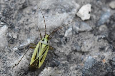<i>Stenotus binotatus</i>